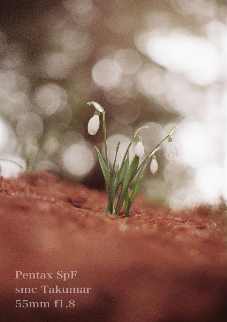 完動品＊美品＊初期保証★pentax spfレンズセット★フィルム入門★作例多数