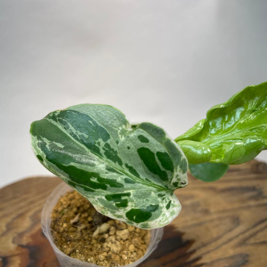 リ*イ様 a 36品種保証！斑入り保証Bulbasaurモンステラ バルバソー