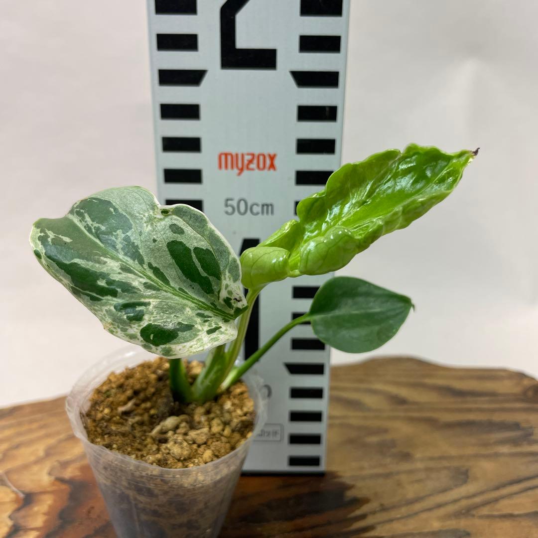 リ*イ様 a 36品種保証！斑入り保証Bulbasaurモンステラ バルバソー