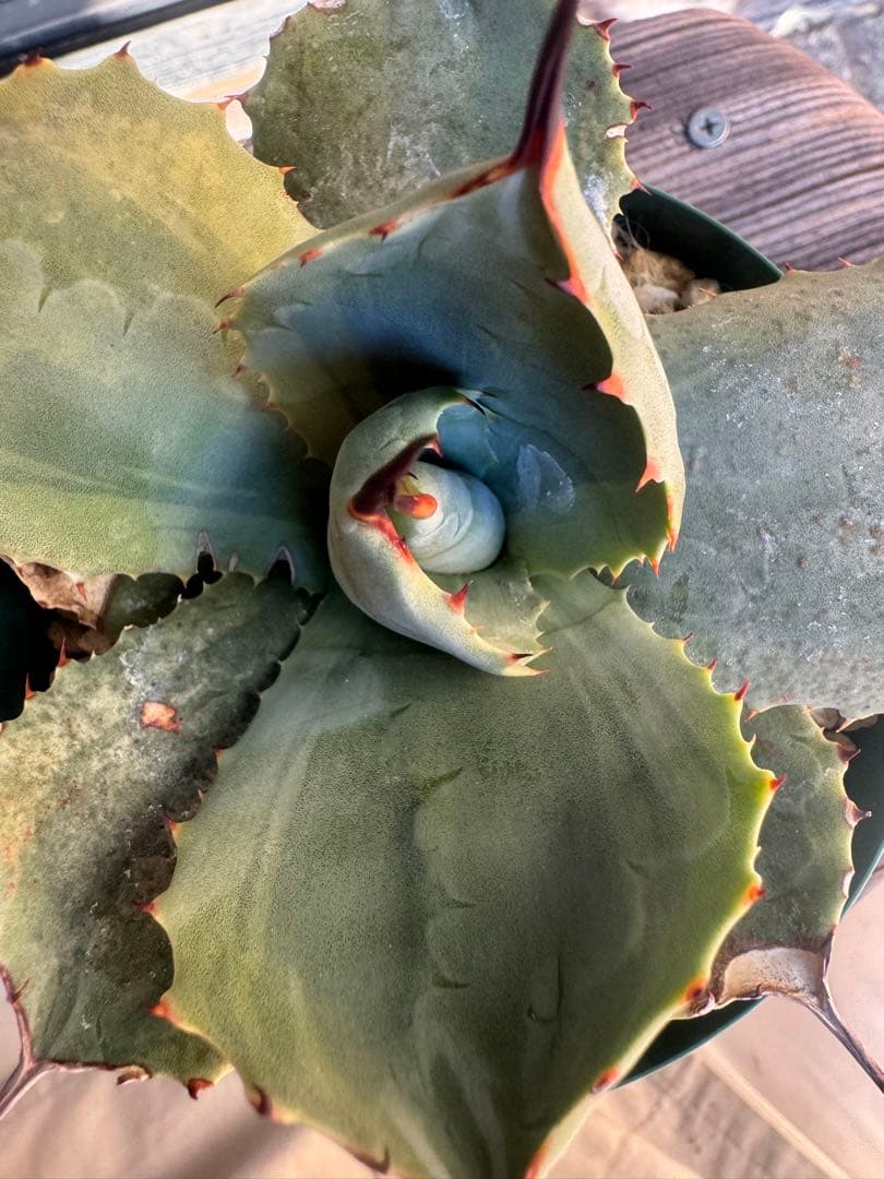 アガベ Agave parryi 'Desert Delight' 260