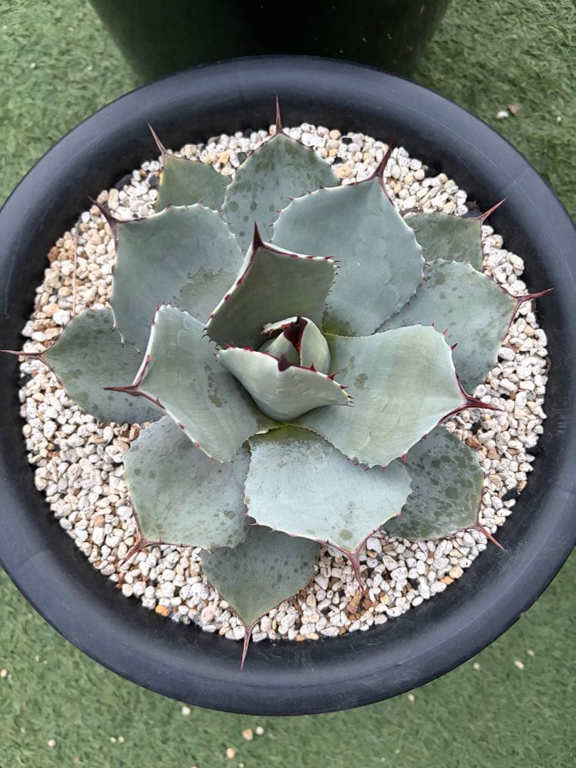 アガベ　パリー　吉祥天　純血　ホーチエンシス