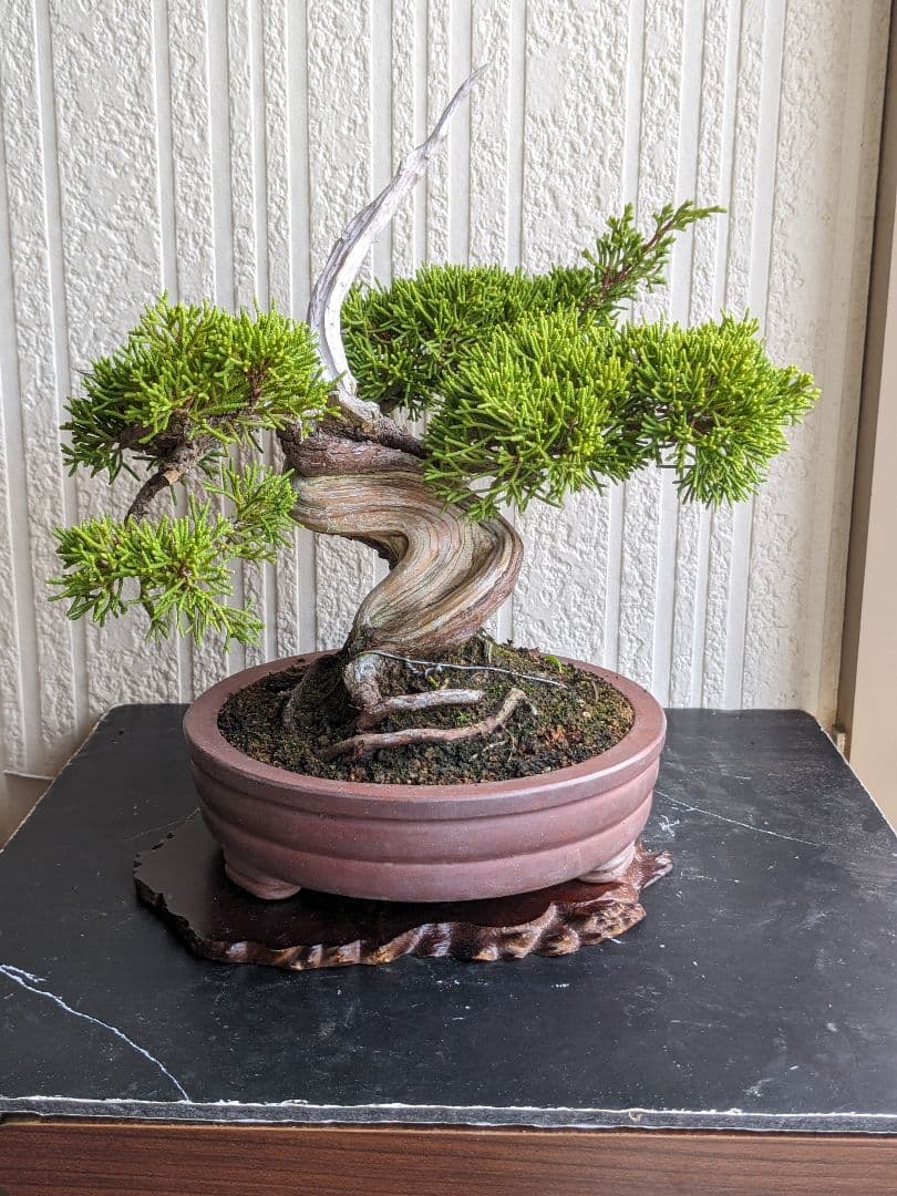 ブ*ン様 小品盆栽素材　真柏　1013