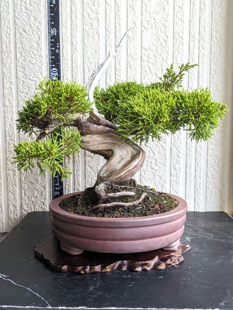 ブ*ン様 小品盆栽素材　真柏　1013