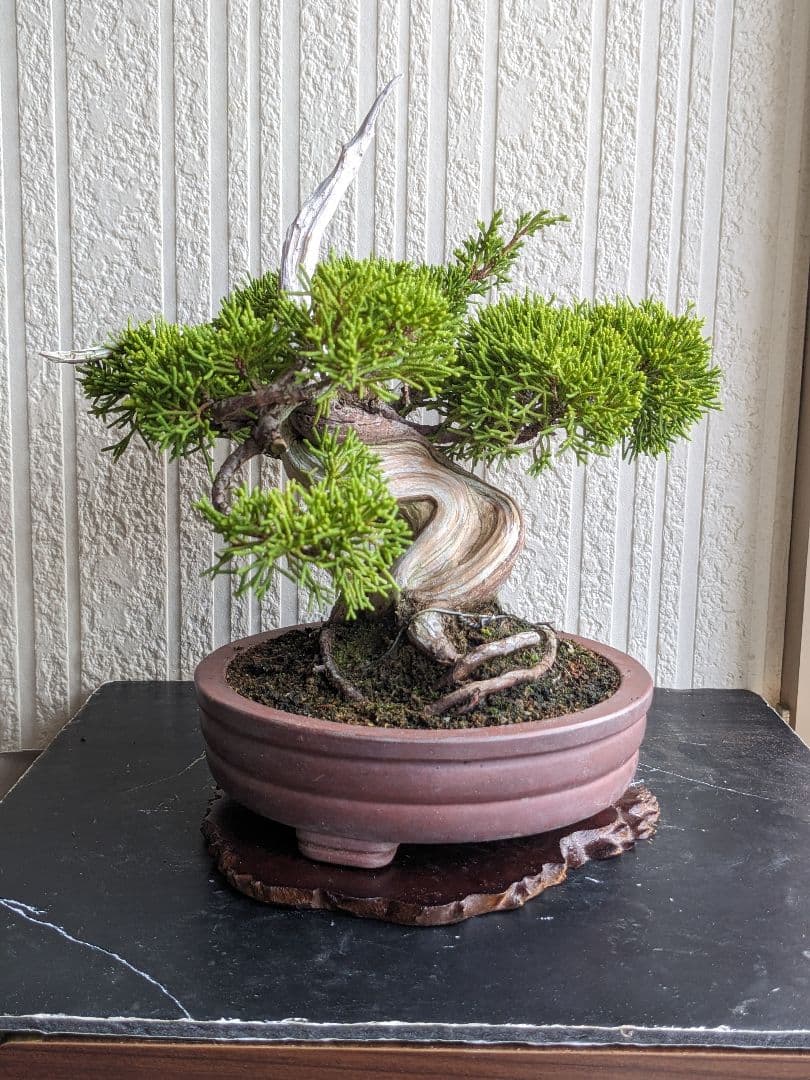 ブ*ン様 小品盆栽素材　真柏　1013