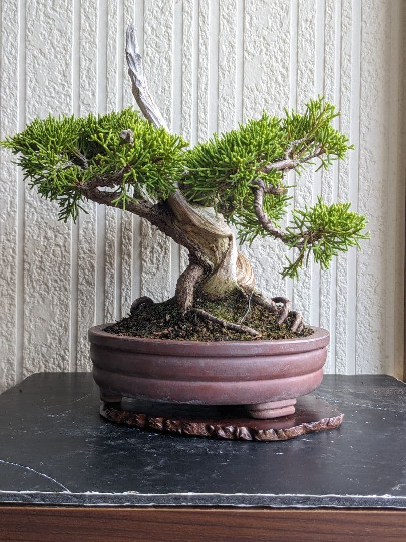 ブ*ン様 小品盆栽素材　真柏　1013