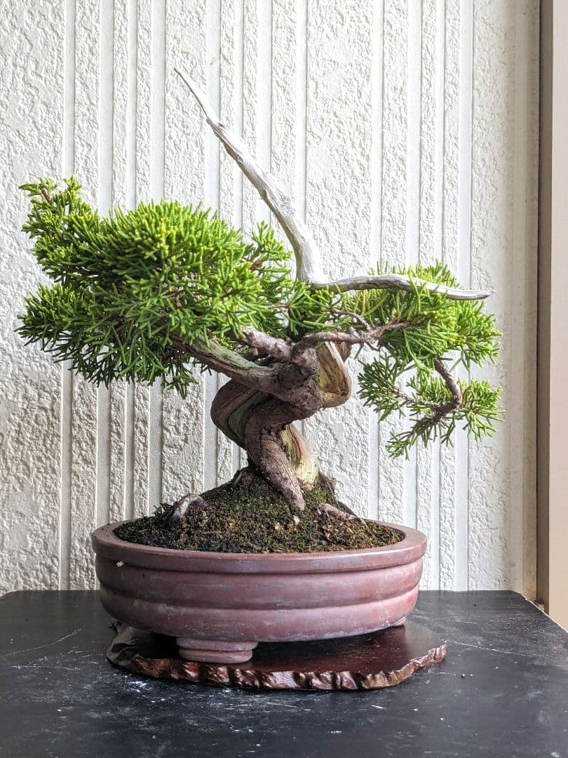 ブ*ン様 小品盆栽素材　真柏　1013