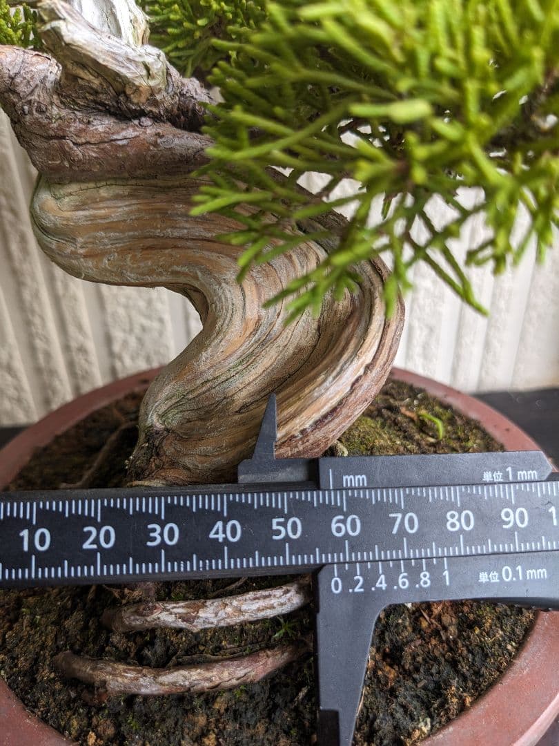 ブ*ン様 小品盆栽素材　真柏　1013