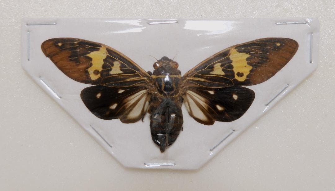 アジア産 セミ8点セット 1