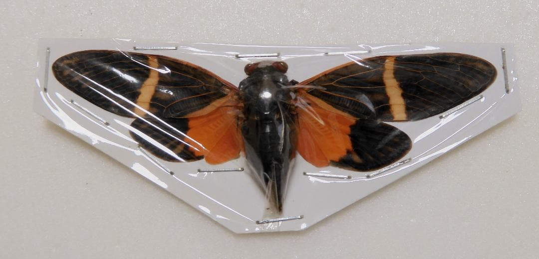 アジア産 セミ8点セット 1