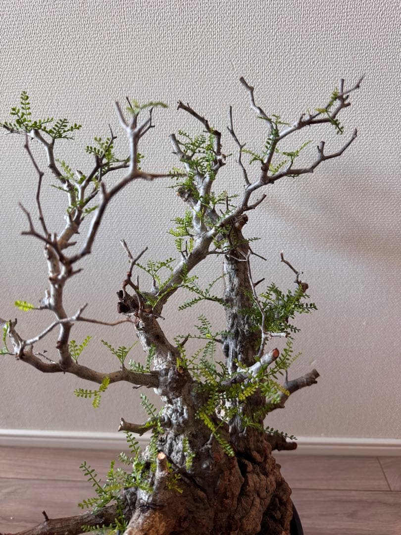 「おしるこ様限定！のため、他の方は購入をご遠慮ください。