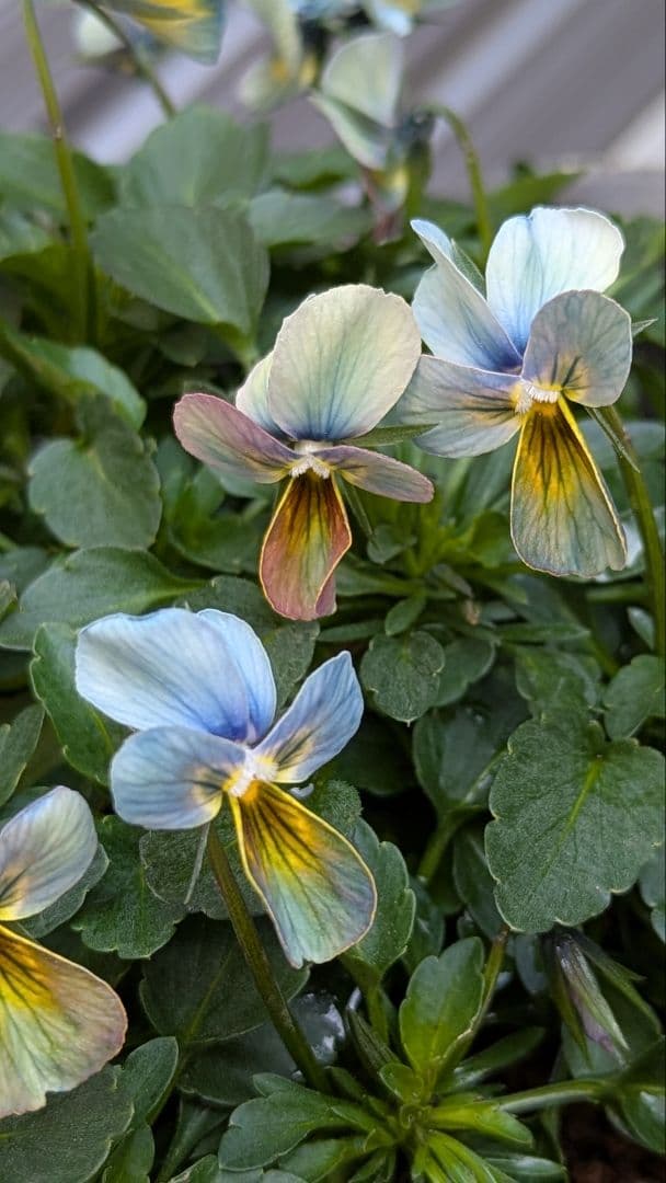 大人気 【すみれ図鑑】 入手困難 ☆鉢ごと発送♪