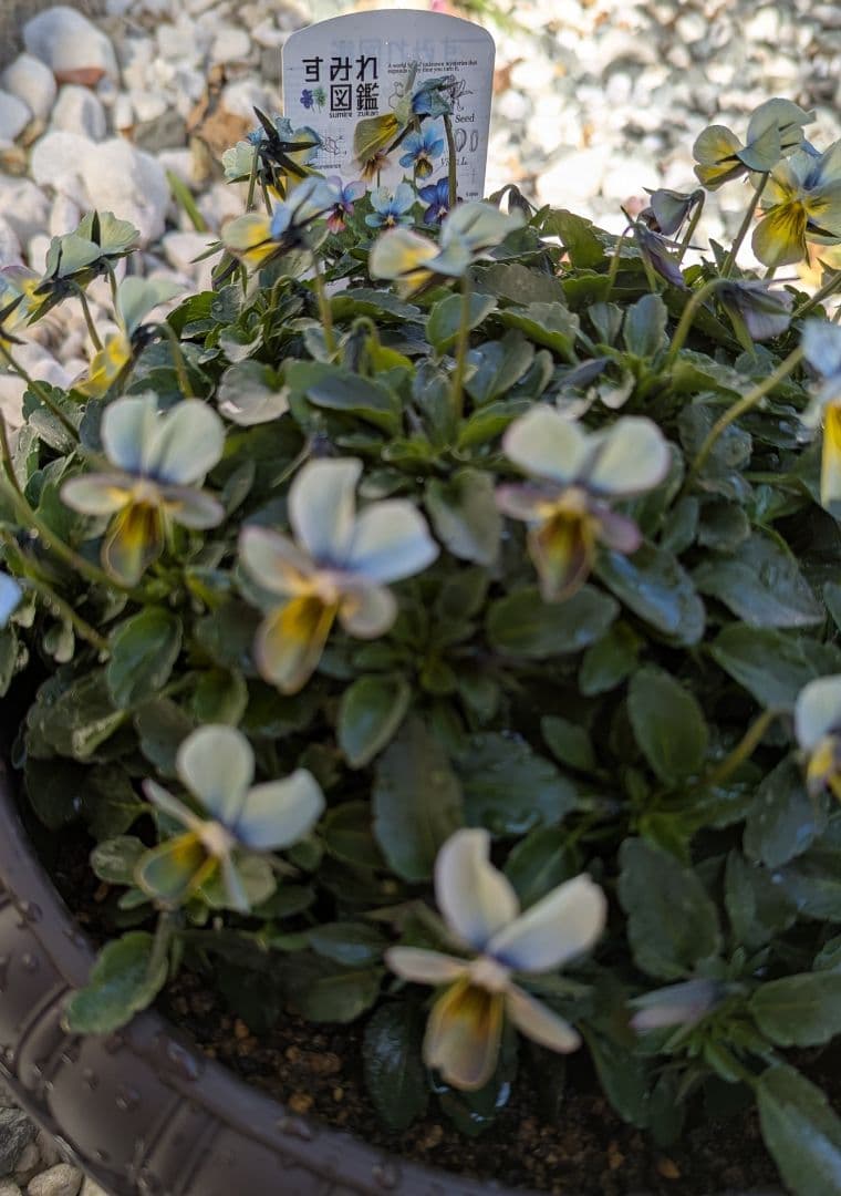大人気 【すみれ図鑑】 入手困難 ☆鉢ごと発送♪
