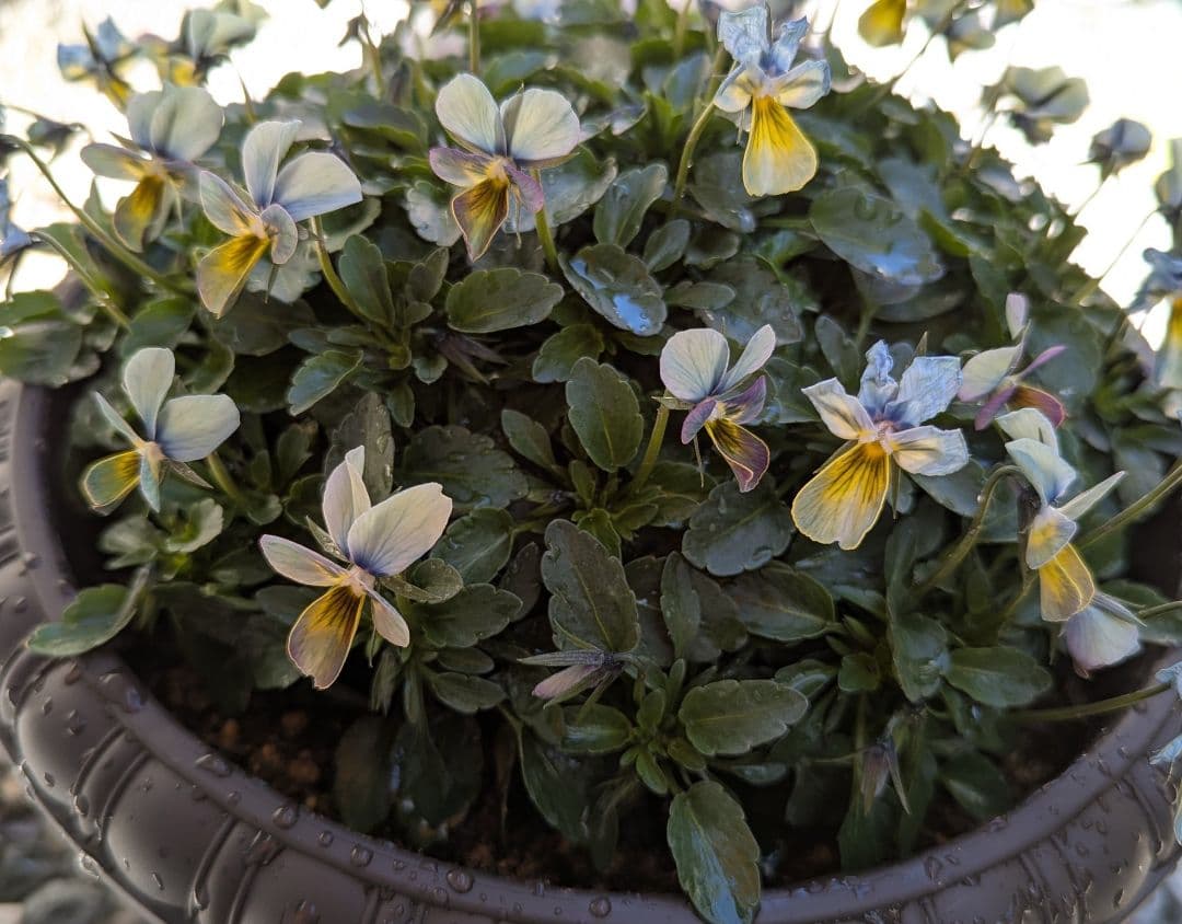 大人気 【すみれ図鑑】 入手困難 ☆鉢ごと発送♪