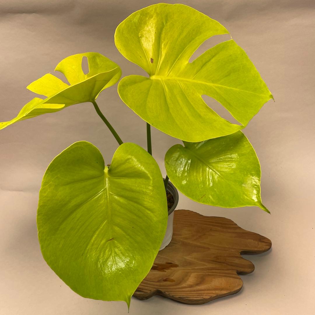 ま*め様 lsw785モンステラ　デリシオーサ　黄金葉　ゴールドリーフ　フルムー