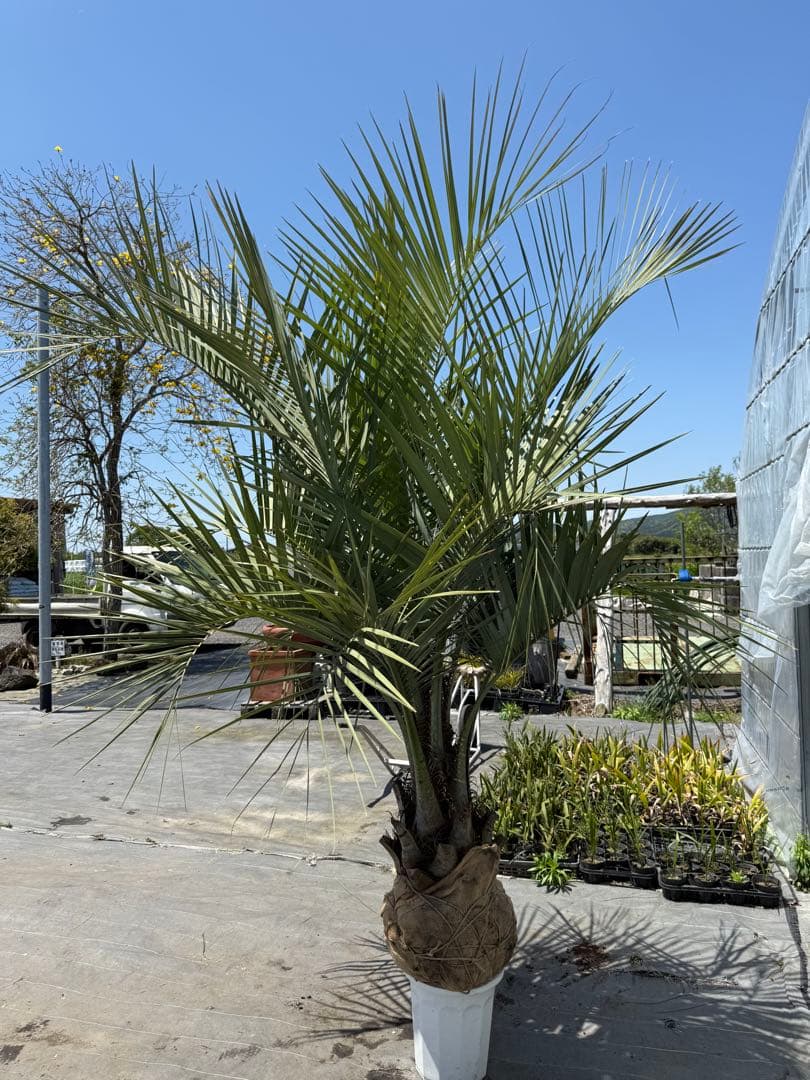 ココスヤシ　シルバーリーフ　葉先260cm幹回り100cm幹高40cm ④