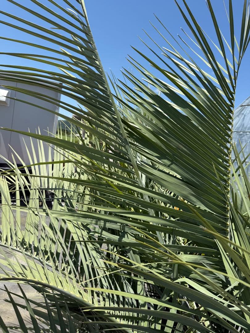 ココスヤシ　シルバーリーフ　葉先260cm幹回り100cm幹高40cm ④