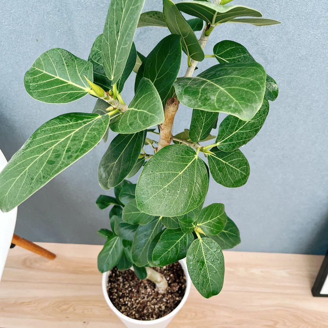 ［現品］97番　フィカス　ベンガレンシス　曲がり 8号　観葉植物　室内　大型