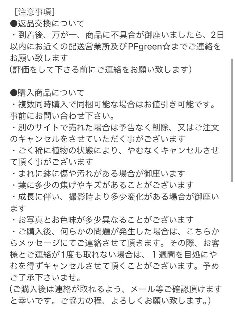 ［現品］97番　フィカス　ベンガレンシス　曲がり 8号　観葉植物　室内　大型