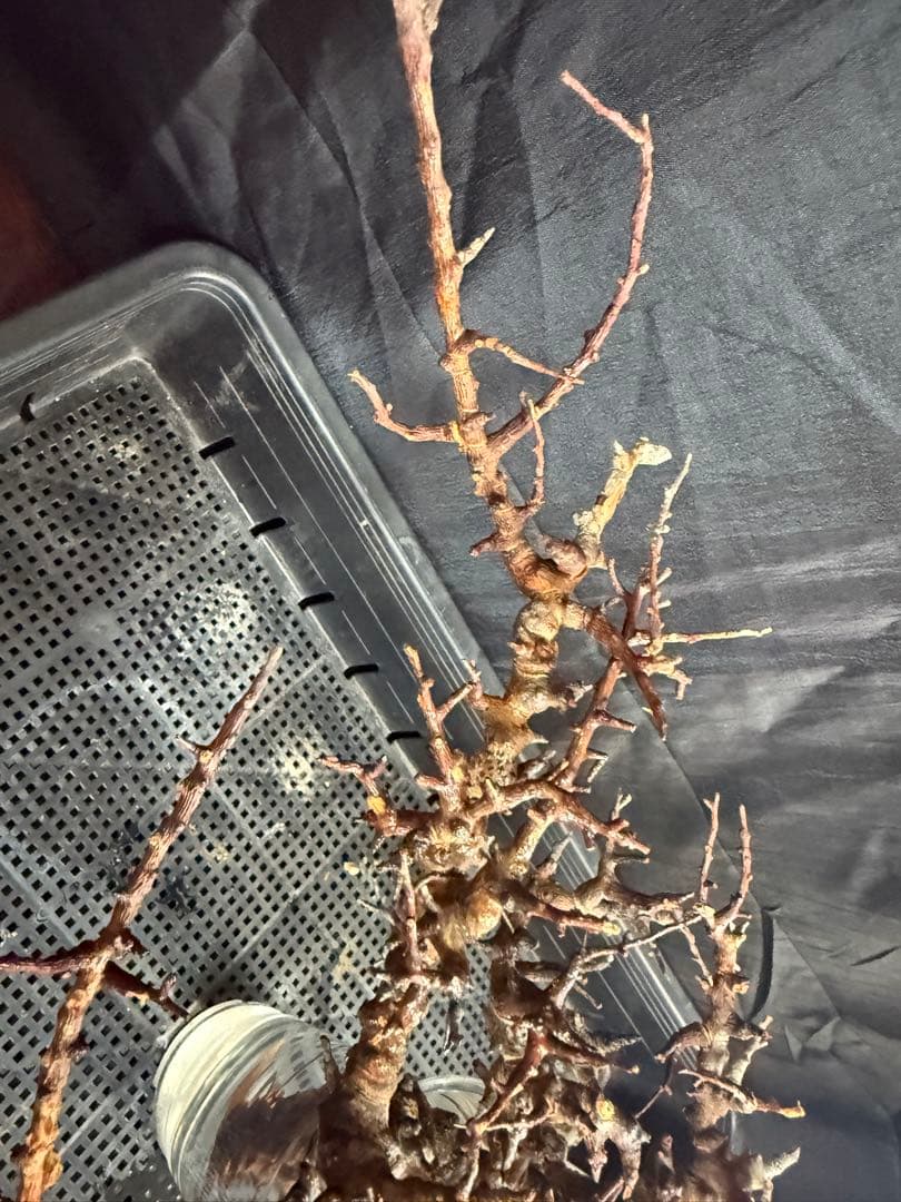 ③送料無料　コミフォラ　エイル