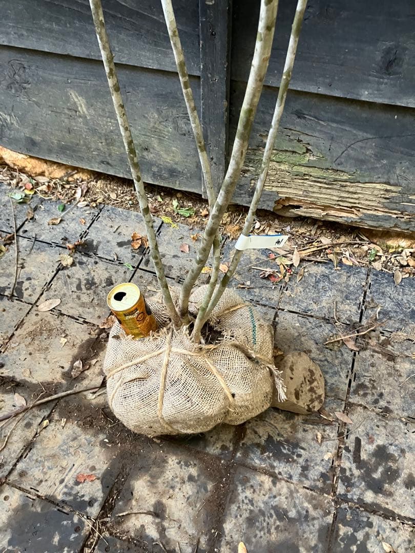 901 山採り　アオダモ