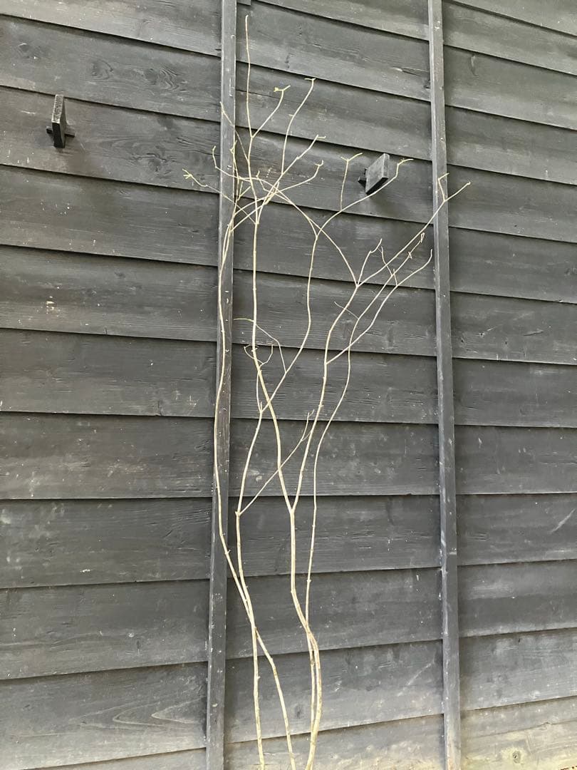 901 山採り　アオダモ