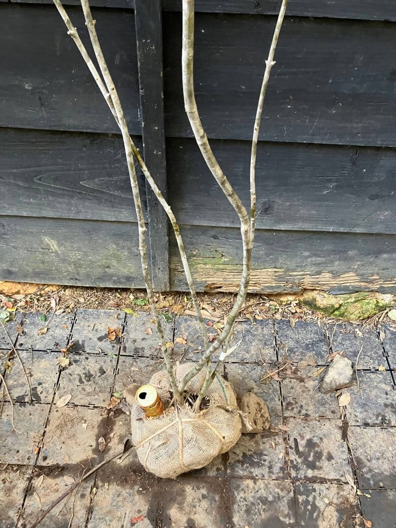 901 山採り　アオダモ