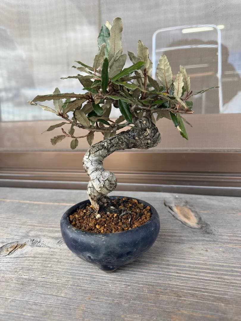 【ガチ盆栽】寒ぐみ　小品サイズ　転念幹　古幹
