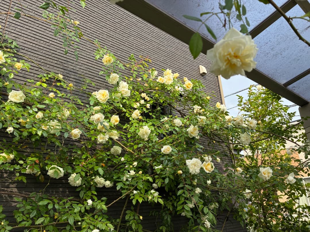 専用蘭丸&桃子様【バラ「超」大苗】アルベリック バルビエ（つるバラ）