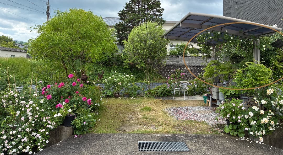 専用蘭丸&桃子様【バラ「超」大苗】アルベリック バルビエ（つるバラ）