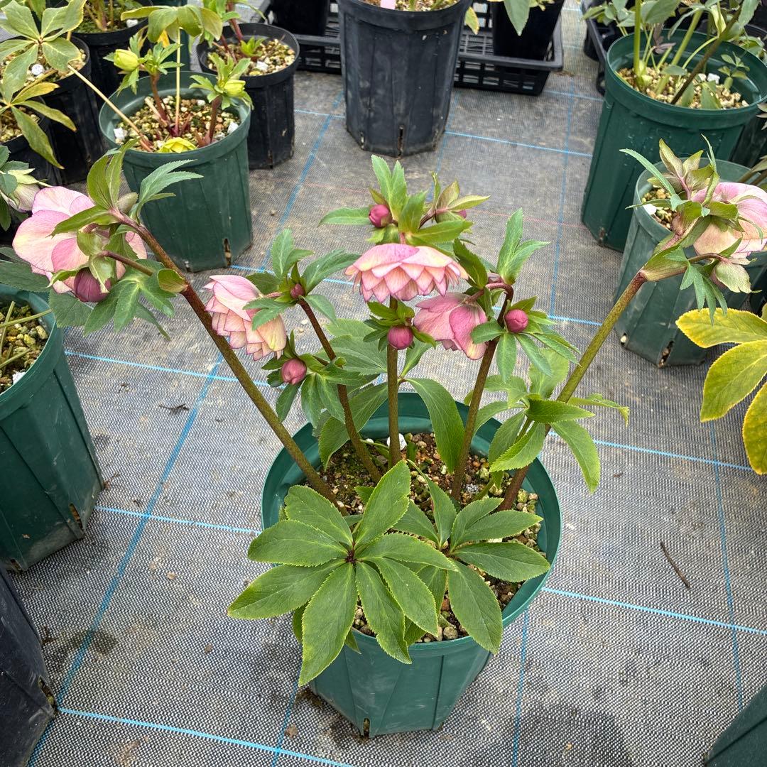 クリスマスローズ　アプリコットピンク　ピコティ　７寸 大株