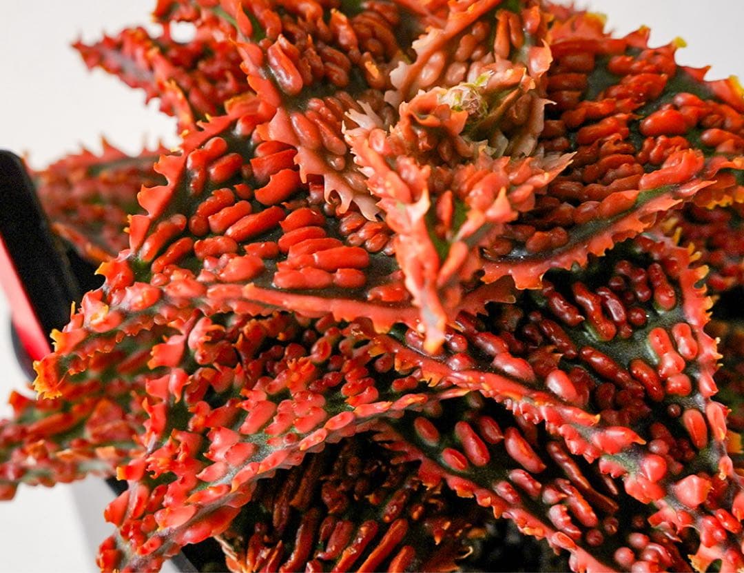 アロエハイブリッド　TCT