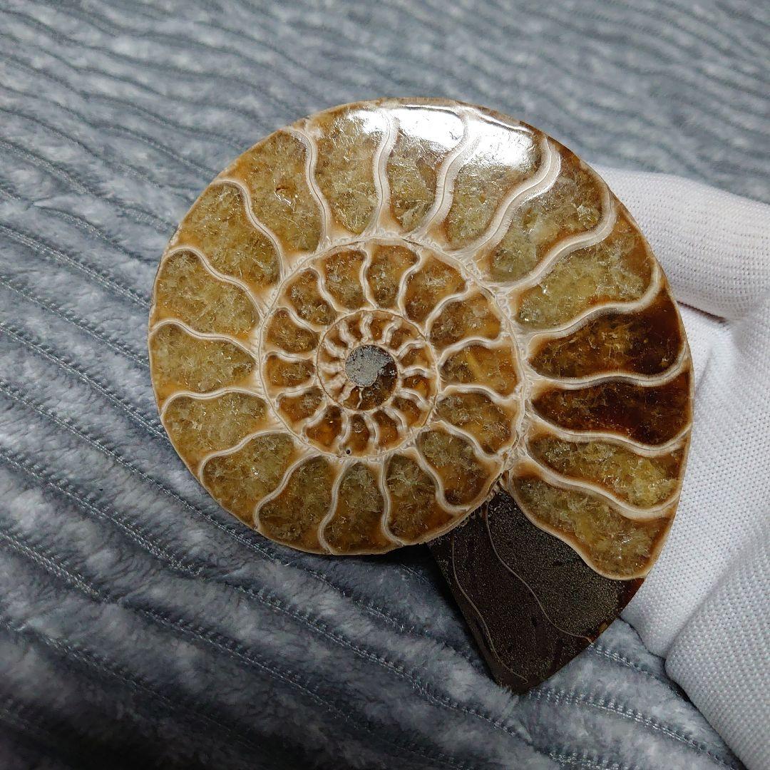 アンモナイト化石　ハーフカット　ペア　マダガスカル