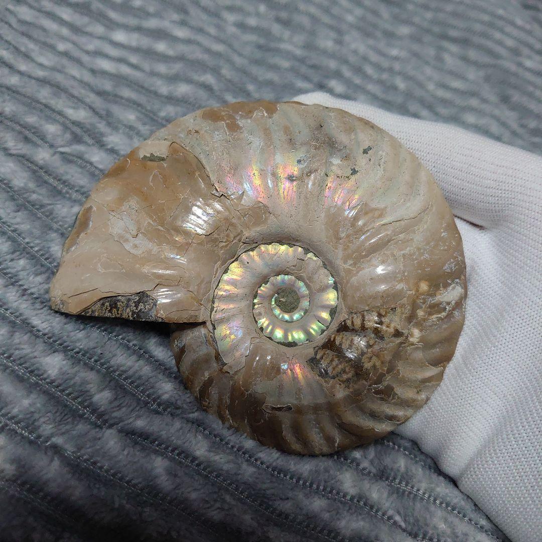 アンモナイト化石　ハーフカット　ペア　マダガスカル