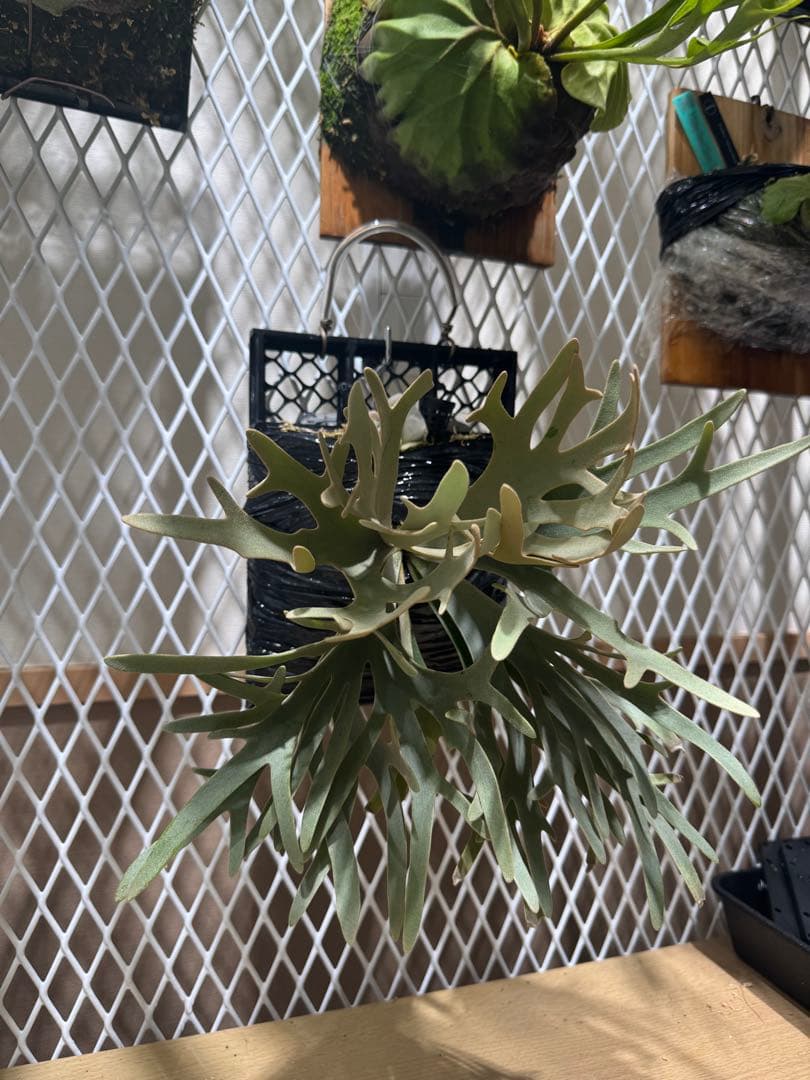 P. willinckii \"Padparadscha\" 親株