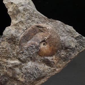 母岩付き アンモナイト 三畳紀 本物 ノルウェー産 168.48mm fan3