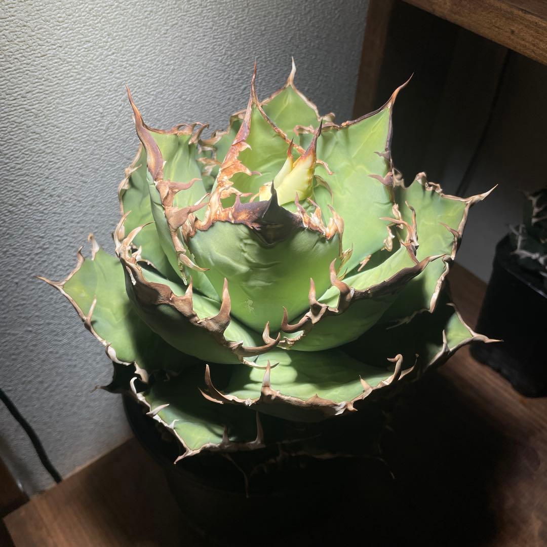 アガベチタノタ　シーザー