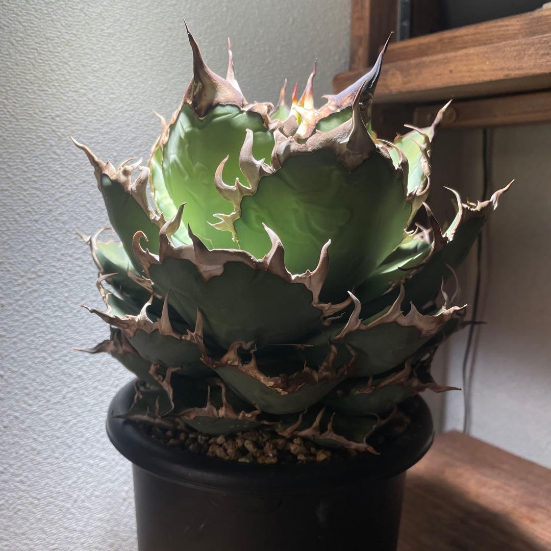 アガベチタノタ　シーザー