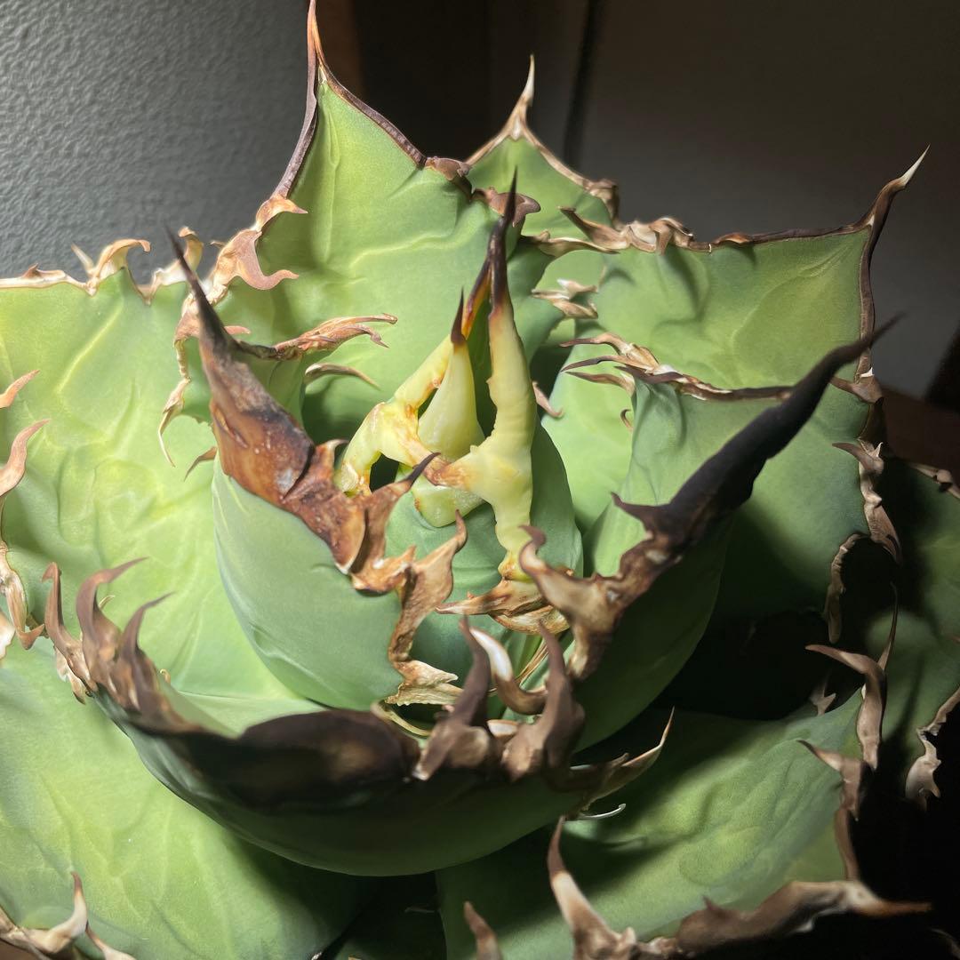 アガベチタノタ　シーザー