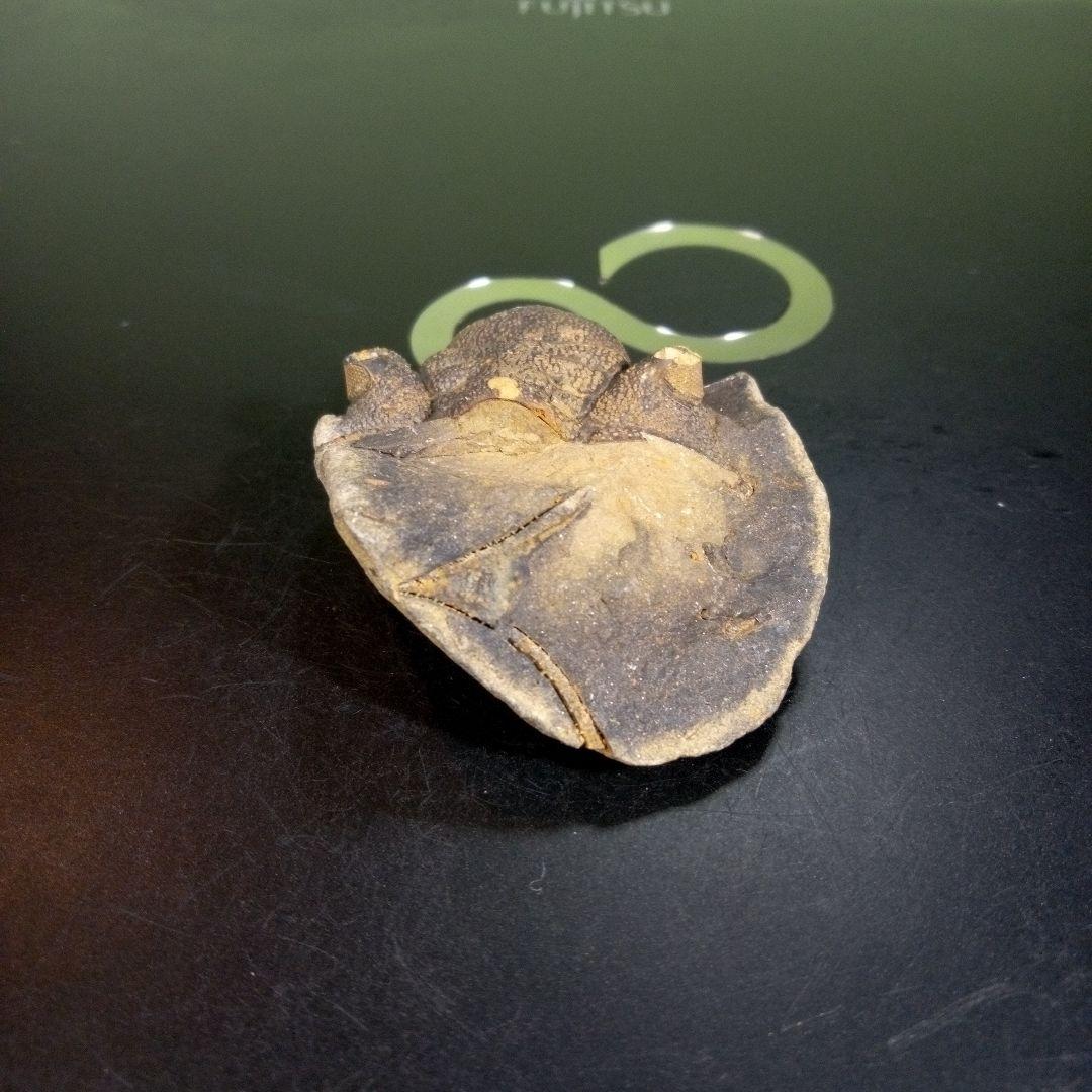 三葉虫　化石　fossil　海　ボリビア産　trilobite　ボリビア化石郡⑩