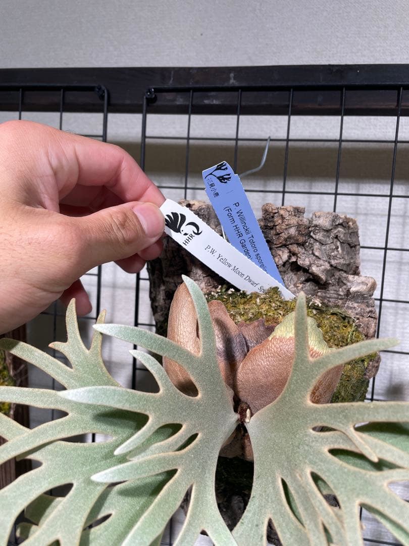 ビカクシダ　totoro spore（YMDS）