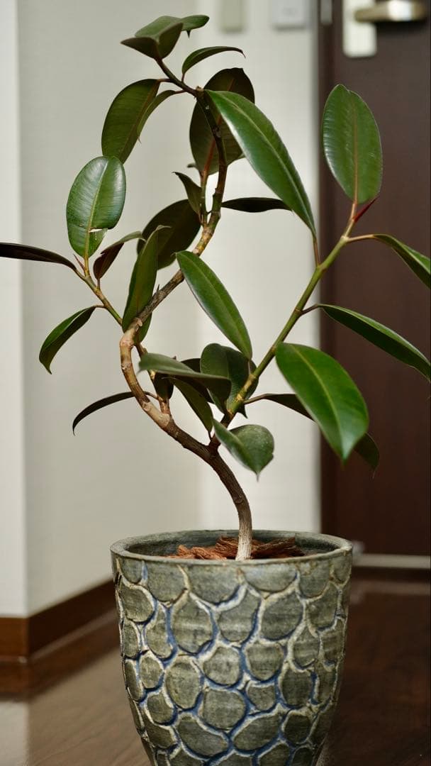 SIGMA 56mm F1.4 単焦点レンズ