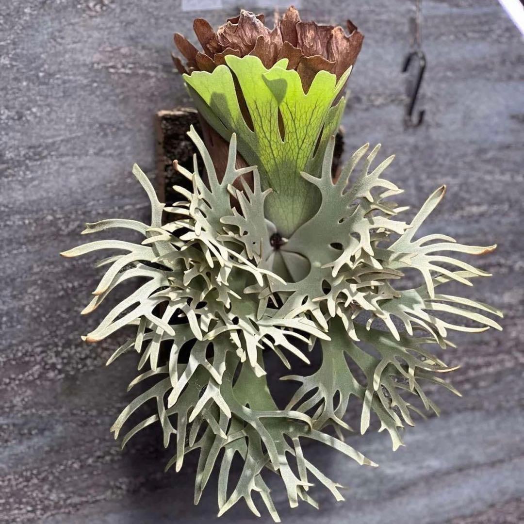 ビカクシダ P.Willinckii Grace X P.Willinckii Totoro