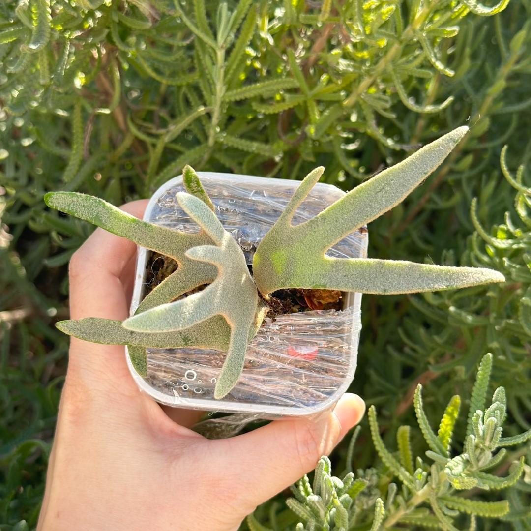 ビカクシダ P.Willinckii Grace X P.Willinckii Totoro