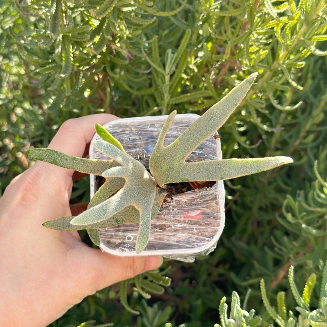 ビカクシダ P.Willinckii Grace X P.Willinckii Totoro