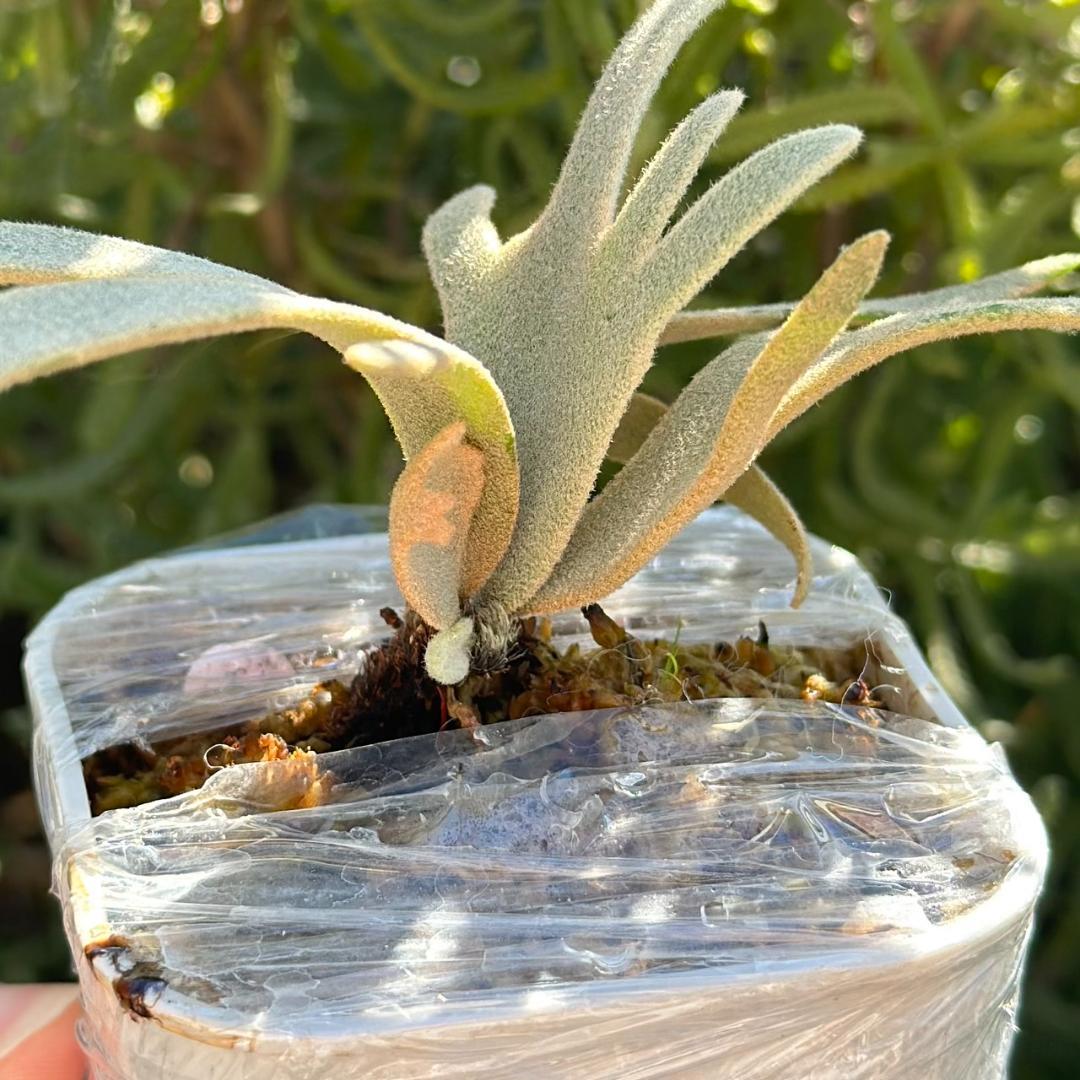 ビカクシダ P.Willinckii Grace X P.Willinckii Totoro