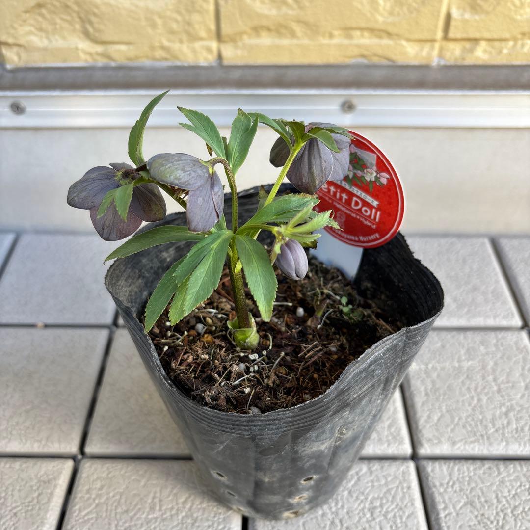 おこめ様ご依頼品　クリスマスローズ　開花株　横山園芸　2苗　現品　匿名発送