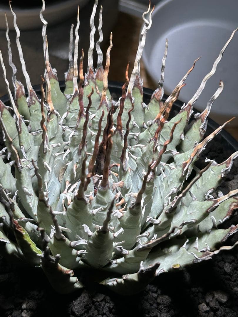 p*s様 アガベutahensis var.eborispina陽炎 超ロングト