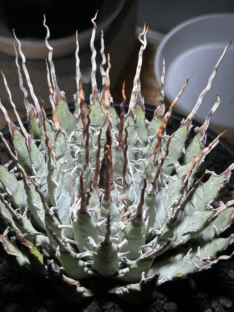 p*s様 アガベutahensis var.eborispina陽炎 超ロングト