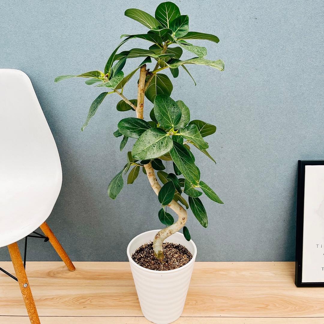 ［現品］84番　フィカス　ベンガレンシス　曲がり 8号　観葉植物　室内　大型