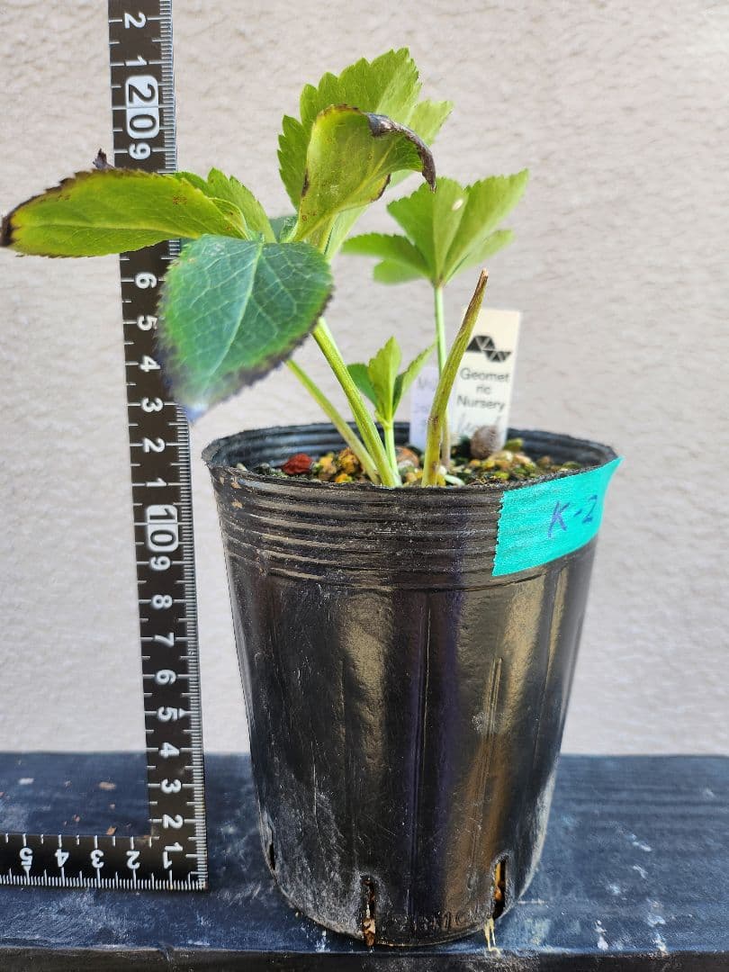 〈匿名発送〉023 クリスマスローズ sd 株分　ブローチ Geometric